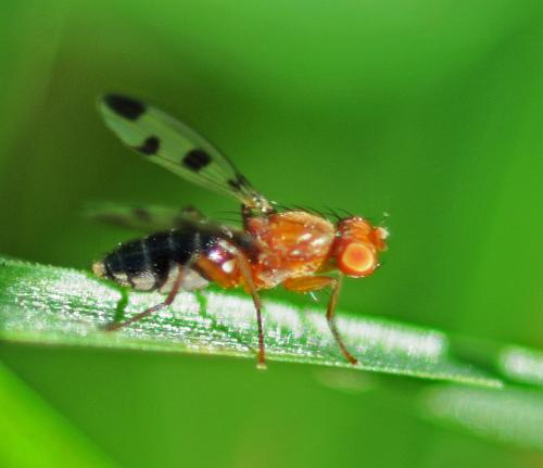 Réf. 314 420 : Geomyza tripunctata